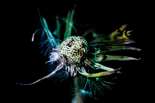 Decaying Seed Toothed Dandelion Creature (Rainbow Tint)