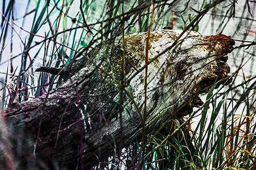 Decaying Serpent Tree Log Creature (Rainbow Tint Photo)