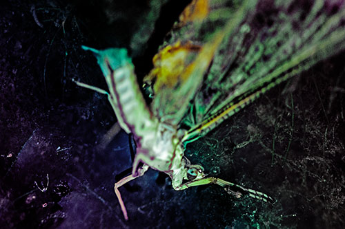 Deceased Mayfly Floating Atop Shallow River Shore (Rainbow Tint)