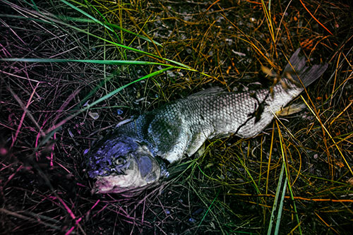 Deceased Salmon Fish Rotting Among Grass (Rainbow Tint Photo)