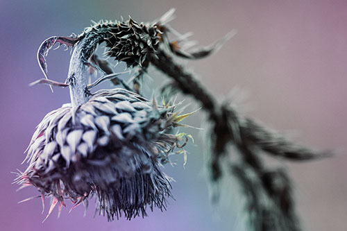 Depressed Slouching Thistle Dying From Thirst (Rainbow Tint Photo)