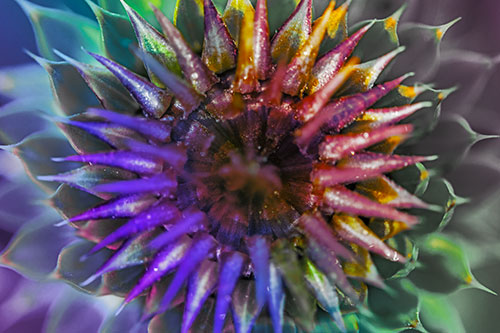 Dew Drops Cover Blooming Thistle Head (Rainbow Tint Photo)