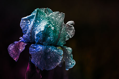 Dew Face Appears Among Wet Iris Flower (Rainbow Tint Photo)