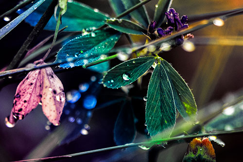 Dew Water Droplets Clutching Onto Leaves (Rainbow Tint Photo)