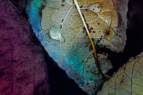 Dewy Eyed Leaf Face Cringing Towards Bug (Rainbow Tint)
