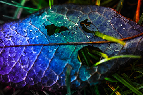 Dewy Pierced Leaf Face Screaming Among Grass Blades (Rainbow Tint)