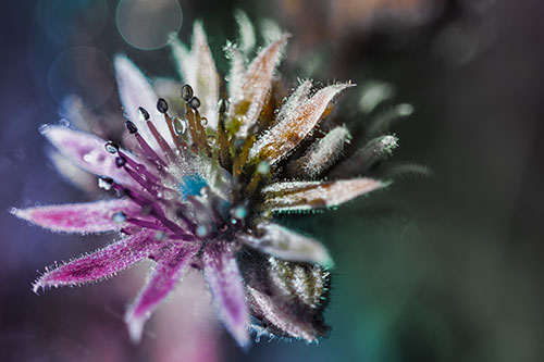 Dewy Spiked Sempervivum Flower (Rainbow Tint Photo)