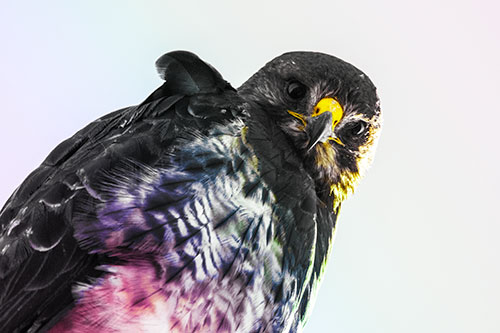Direct Eye Contact With Rough Legged Hawk (Rainbow Tint Photo)