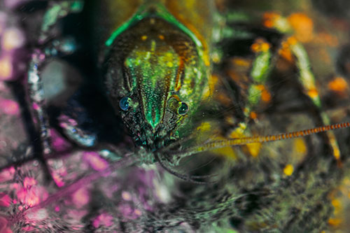 Direct Eye Contact With Water Submerged Crayfish (Rainbow Tint)