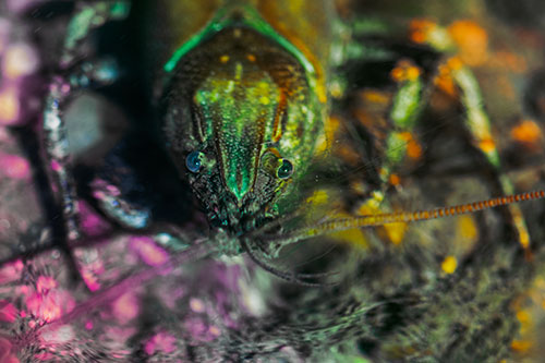 Direct Eye Contact With Water Submerged Crayfish (Rainbow Tint Photo)