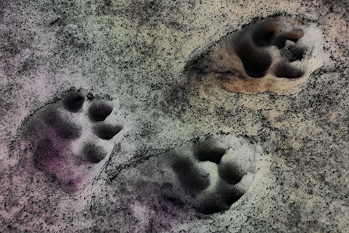 Dirty Dog Footprints In Snow (Rainbow Tint Photo)
