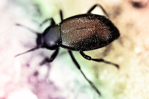 Dirty Shelled Beetle Among Dirt (Rainbow Tint Photo)