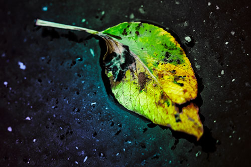 Distressed Rotting Leaf Face Among Wet Pavement (Rainbow Tint)