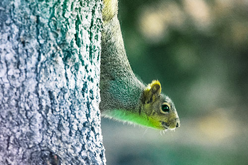 Downward Squirrel Yoga Tree Trunk (Rainbow Tint Photo)