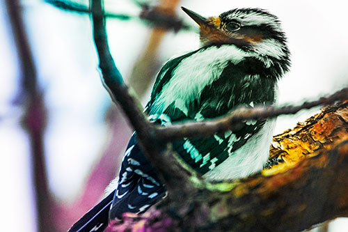 Downy Woodpecker Twists Head Backwards Atop Branch (Rainbow Tint Photo)