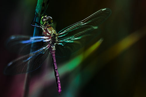 Dragonfly Grabs Ahold Grass Blade (Rainbow Tint Photo)