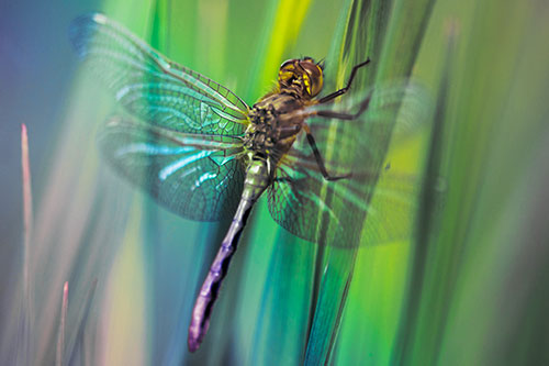 Dragonfly Grabs Grass Blade Batch (Rainbow Tint Photo)
