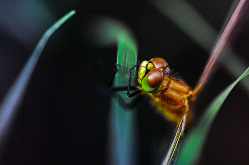 Dragonfly Hugging Grass Blade Tightly (Rainbow Tint Photo)