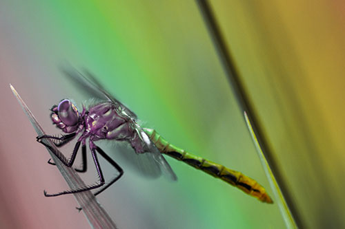 Dragonfly Perched Atop Sloping Grass Blade (Rainbow Tint)