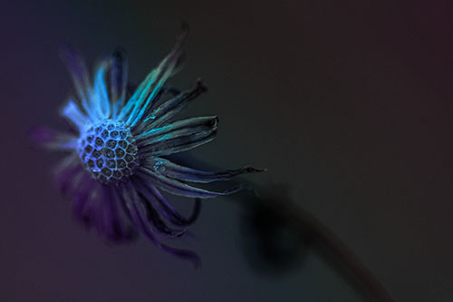 Dried Curling Snowflake Aster Among Darkness (Rainbow Tint Photo)