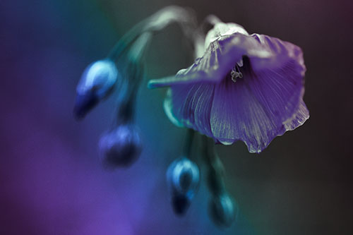 Droopy Flax Flower During Rainstorm (Rainbow Tint Photo)