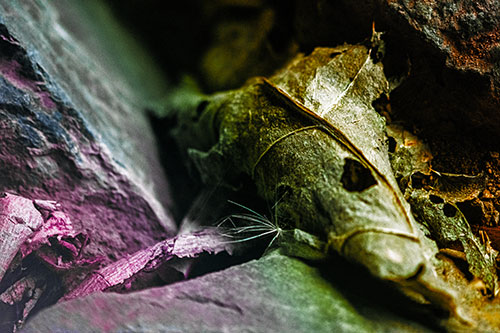 Dry Frowning Leaf Face Resting Between Rocks (Rainbow Tint)