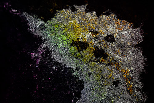 Dry Smirking Moss Face Among Damp Rock Surface (Rainbow Tint)