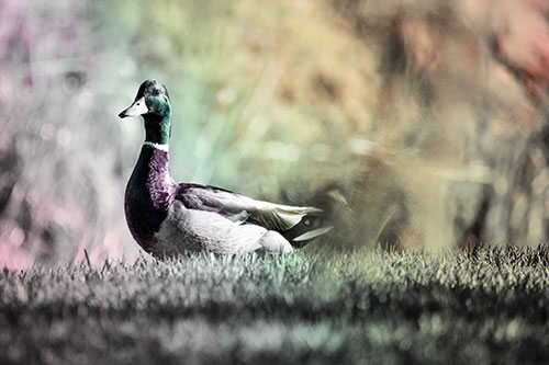 Duck On The Grassy Horizon (Rainbow Tint Photo)