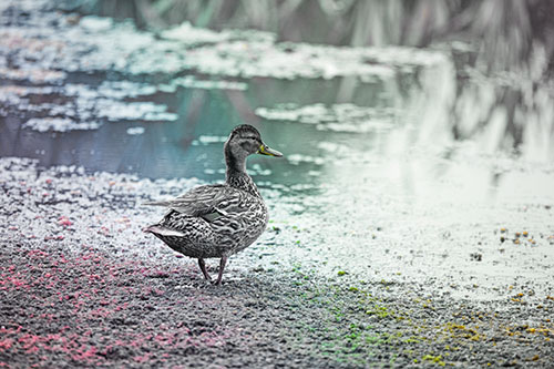 Duck Walking Through Algae For A Lake Swim (Rainbow Tint Photo)