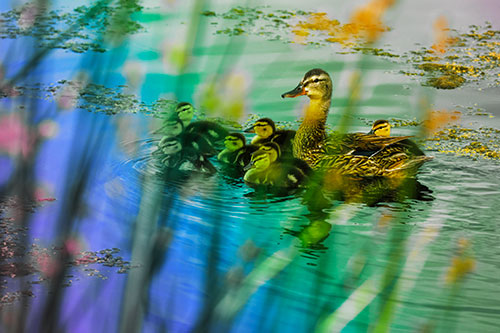 Ducklings Surround Mother Mallard (Rainbow Tint Photo)