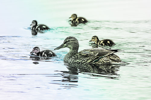 Ducklings Swim Along Mother Mallard Duck (Rainbow Tint)