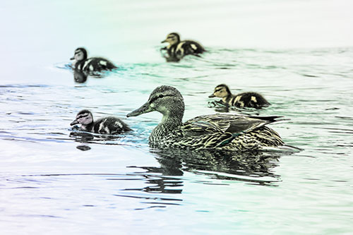 Ducklings Swim Along Mother Mallard Duck (Rainbow Tint Photo)