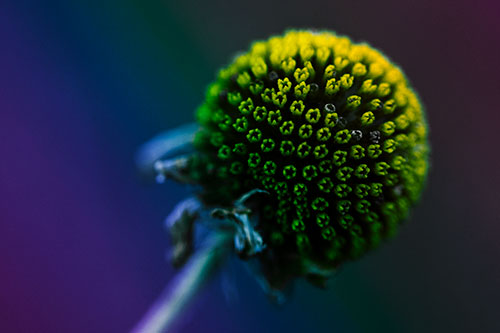 Dying Globosa Billy Button Craspedia Flower (Rainbow Tint Photo)