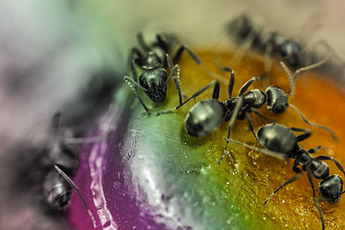 Excited Carpenter Ants Feasting Among Sugary Food Source (Rainbow Tint Photo)