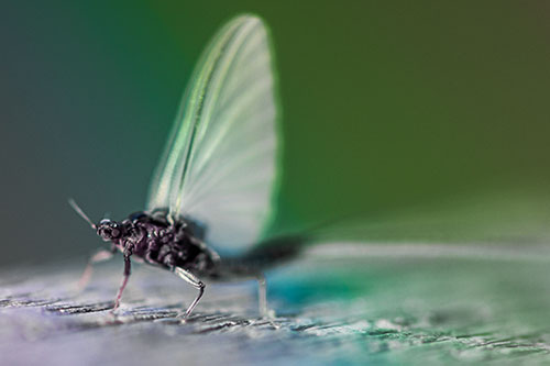 Excited Open Mouthed Mayfly Watches Sunrise (Rainbow Tint)