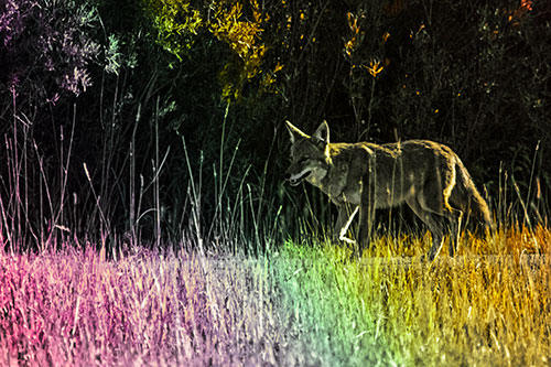 Exhausted Coyote Strolling Along Sidewalk (Rainbow Tint Photo)