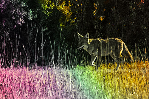 Exhausted Coyote Strolling Along Sidewalk (Rainbow Tint)