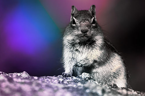Eye Contact With Wild Ground Squirrel (Rainbow Tint Photo)