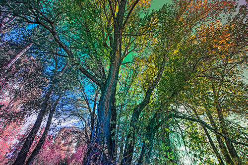 Fall Changing Autumn Tree Canopy Color (Rainbow Tint Photo)