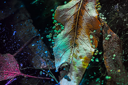 Fallen Autumn Leaf Face Rests Atop Ice (Rainbow Tint Photo)
