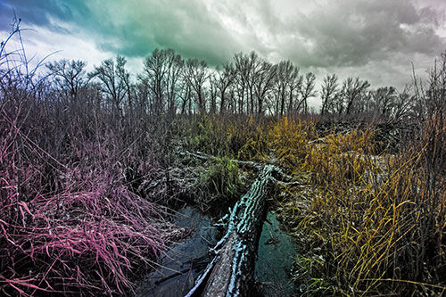 Fallen Snow Covered Tree Log Among Reed Grass (Rainbow Tint)