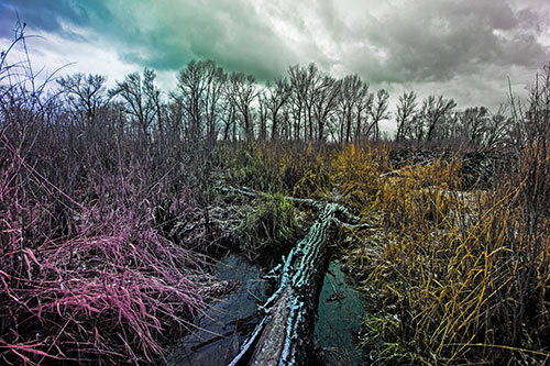 Fallen Snow Covered Tree Log Among Reed Grass (Rainbow Tint Photo)