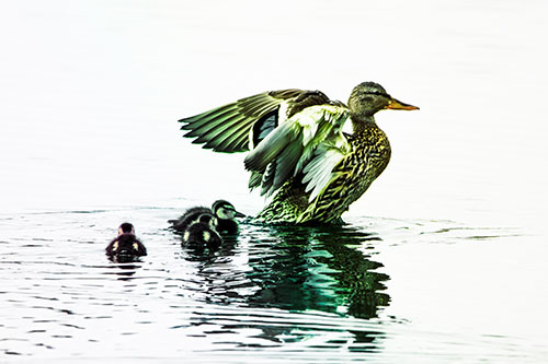 Family Of Ducks Enjoying Lake Swim (Rainbow Tint Photo)