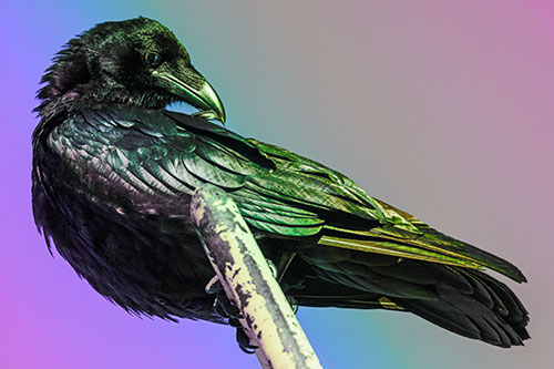 Feather Cleaning Raven Perched Atop Rusted Rail (Rainbow Tint)