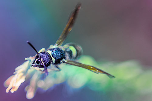 Feisty Wasp Gazes Upwards Among Plant Top (Rainbow Tint)