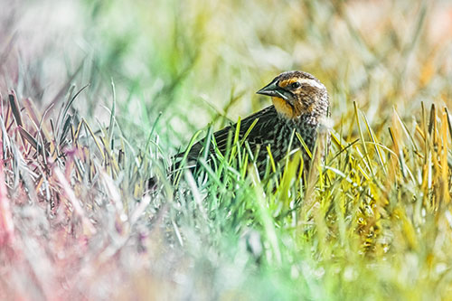 Female Red Winged Blackbird Taking Gander Among Grass (Rainbow Tint)