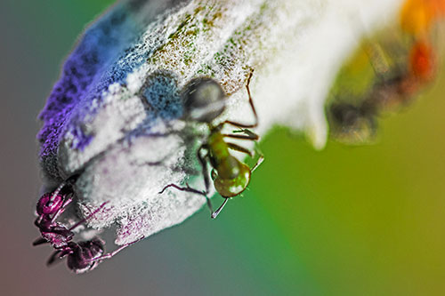 Fire Ants Crawling Among Milkweed Pod (Rainbow Tint)