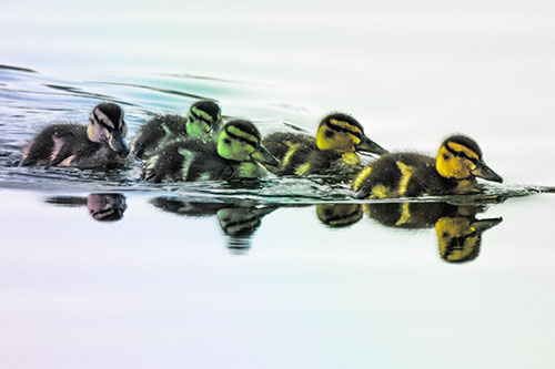 Five Baby Mallard Ducklings Swimming Across Lake Water (Rainbow Tint)