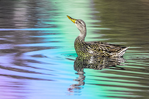 Floating Mallard Duck Watches Dragonfly Buzzing Above (Rainbow Tint)