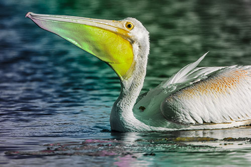 Floating Pelican Swallows Fishy Dinner (Rainbow Tint Photo)